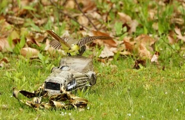 The Old World flycatchers are a large family,  The family includes 324 species and is divided into 51 genera.