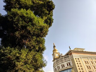 Beautiful Pine Tree. A pine is any conifer in the genus Pinus of the family Pinaceae. Pinus is the...