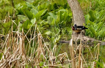 
Duck. Wood duck, drake. Beautiful American duck.
