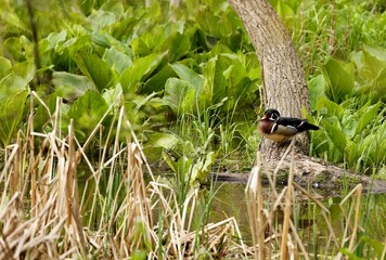
Duck. Wood duck, drake. Beautiful American duck.
