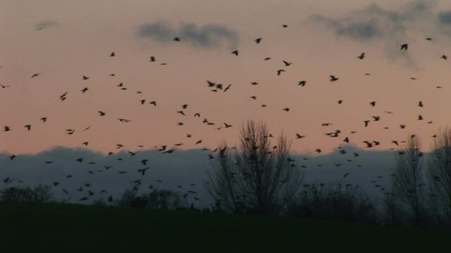 Crows and corvids flying in the evening winter sky over farmland of England UK