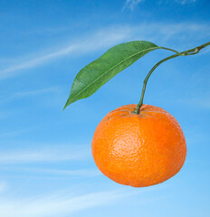 Close up of Ripe tangerines on tree