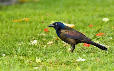 Common Grackle male on spring. Singing during breeding season.
