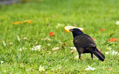 Common Grackle male on spring. Singing during breeding season.
