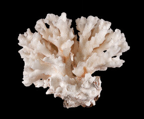 Coral isolated on black background