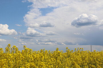 Field of blooming rapeseed against the sky with clouds.