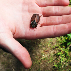 Chafer beetle (Latin: Melolontha) in the palm of a person