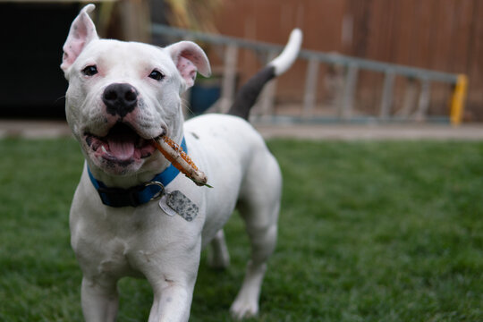 Young Playful White Puppy With A Treat On The Grass