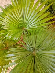Sabal minor, commonly known as the dwarf palmetto, is a small species of palm. Saw palmetto extract is an extract of the fruit of the saw palmetto.
