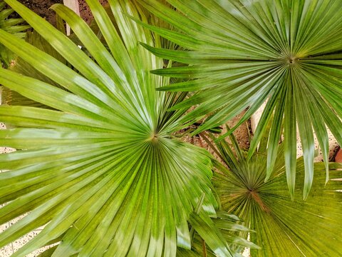 Sabal Minor, Commonly Known As The Dwarf Palmetto, Is A Small Species Of Palm. Saw Palmetto Extract Is An Extract Of The Fruit Of The Saw Palmetto.