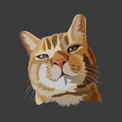 Realistic cat illustration. funny cat expression