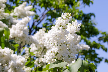 花、植物、自然、満開、花壇、庭、緑、葉、木