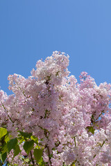 花、植物、自然、満開、花壇、庭、緑、葉、木、青空、空