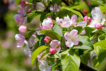 花、植物、自然、満開、花壇、庭、緑、葉、木、樹木、野原