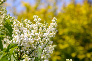 花、植物、自然、満開、花壇、庭、緑、葉、木、樹木、野原