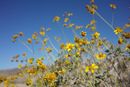 Field of Yellow Flowers © sabrina