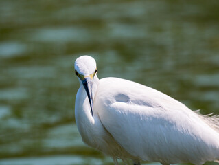 little egret (egretta garzetta), family Ardeidae