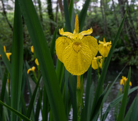 Yellow iris wildflower with green leaves in background.