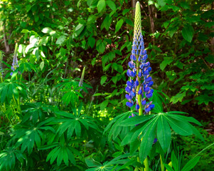 Blooming lupine flowers in meadow. Colorfull summer flower background.