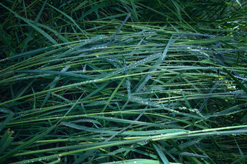 Green grass background with water drops on fresh green grass.