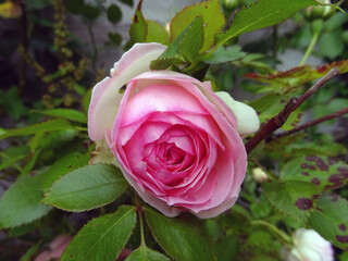 Rose Ronsard