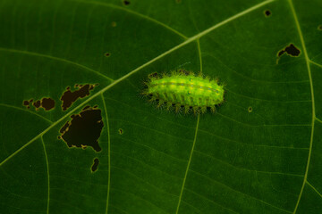 caterpillar on leaf