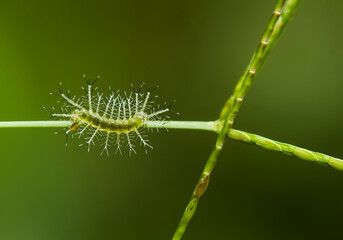 close up of caterpillar