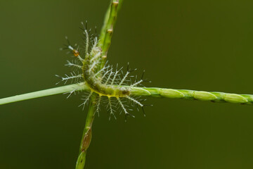 close up of caterpillar