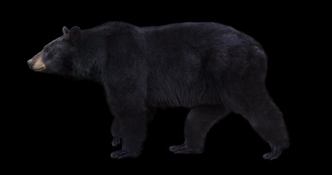 Isolated American black bear walking realistic animation. Isolated animal video including alpha channel allows to add background in post-production. Element for visual effects.
