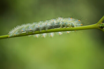 caterpillar on a leaf