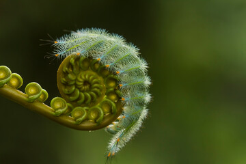 close up of fern leaf