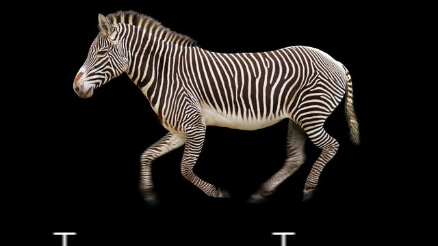 Zebra running realistic animation. Isolated animal video including alpha channel allows to add background in post-production. Element for visual effects.
