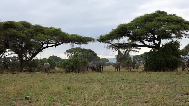 A herd of elephants emerge from an acacia forest in Amboseli National Park
