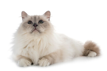 birman cat in studio