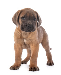 Fototapeta premium puppy cane corso