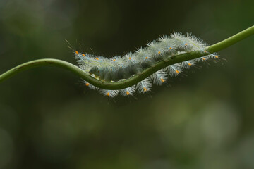 caterpillar on a leaf