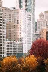 Fall Colors of the Trees in Millennium Park and Historic Architecture of Downtown Chicago