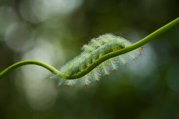 caterpillar on a branch