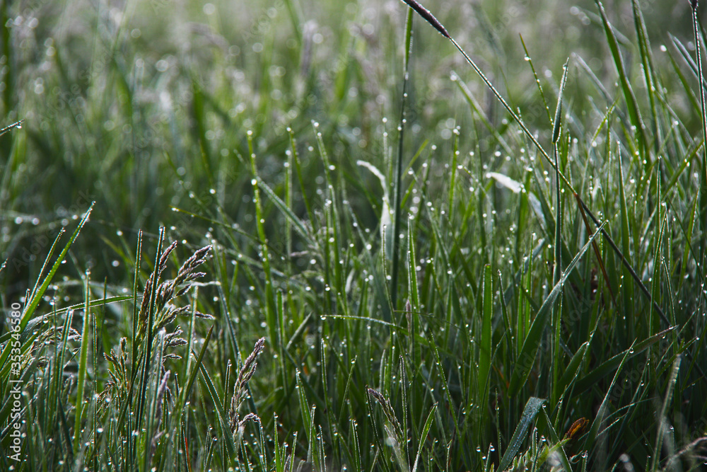 Wall mural green fresh wet grass background