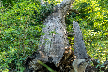 Dead tree uprooted as a result of a hurricane. 