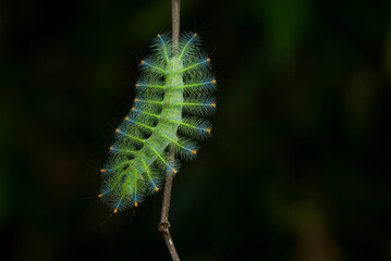 close up of a caterpillar