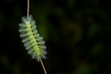caterpillar on a plant