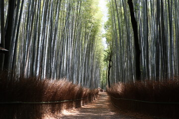 京都嵐山の竹林の小径　晴れた日