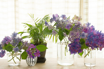 アジサイ　窓辺　カーテン