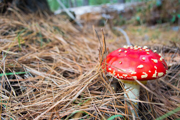 Amanita muscaria mushroom fungus in the autumn pine forest