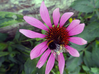 Bourdon et fleur rose