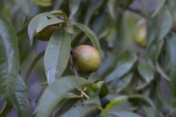 Green guava on tree.
