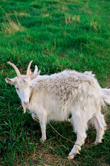 young goat on a meadow
