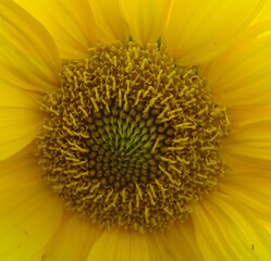 Obraz premium Tournesol