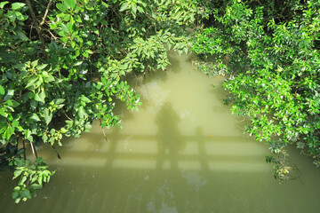 島尻マングローブ公園